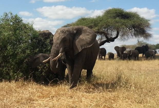 Tanzania Safari in July