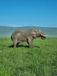 Tanzania Safari Offers