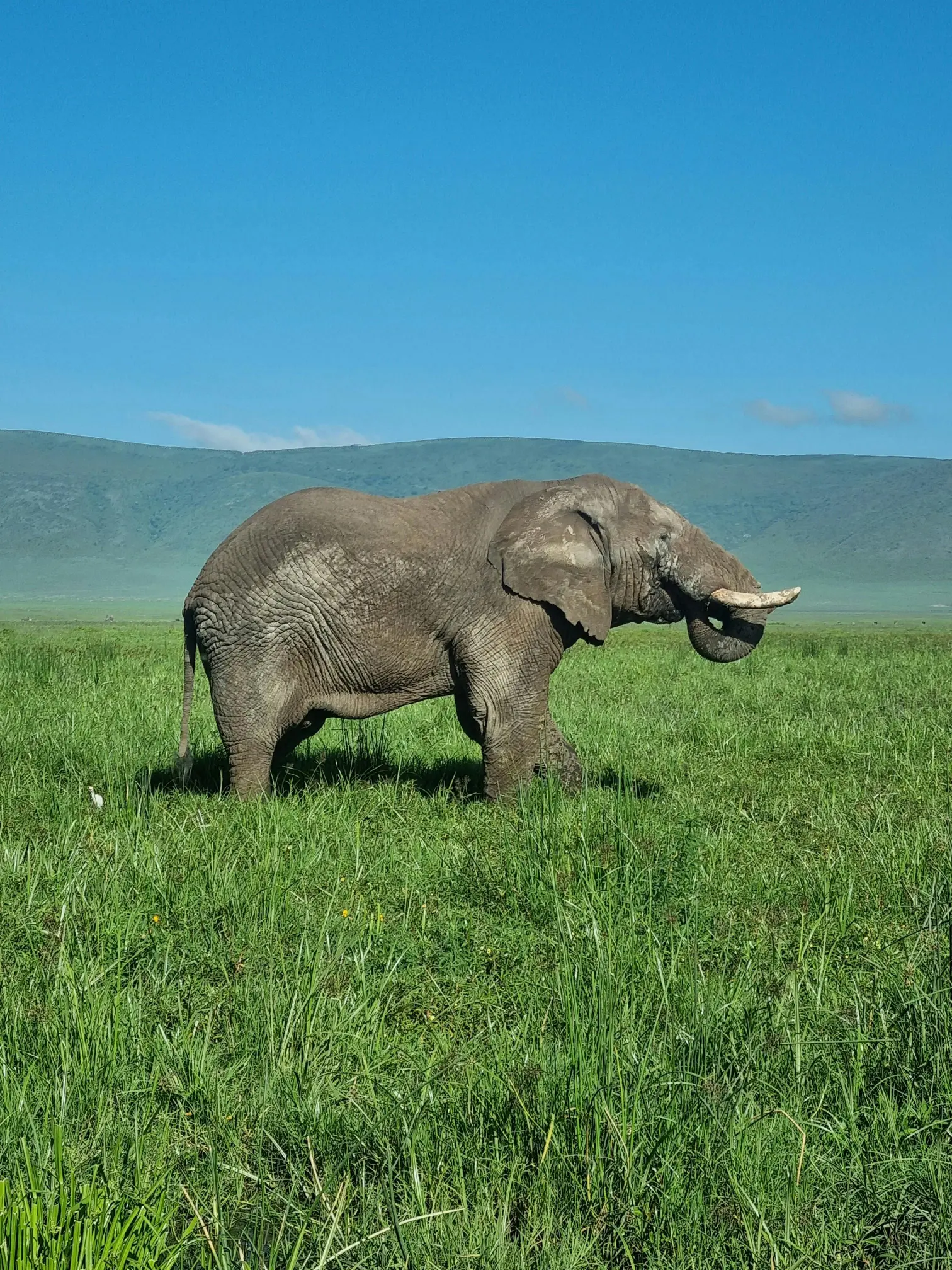 Tanzania Safari Offers