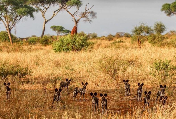 Tanzania Tarangire safaris