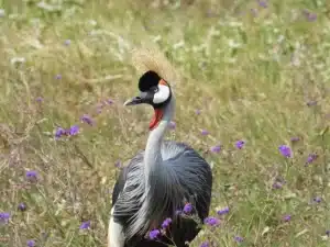 safari from arusha